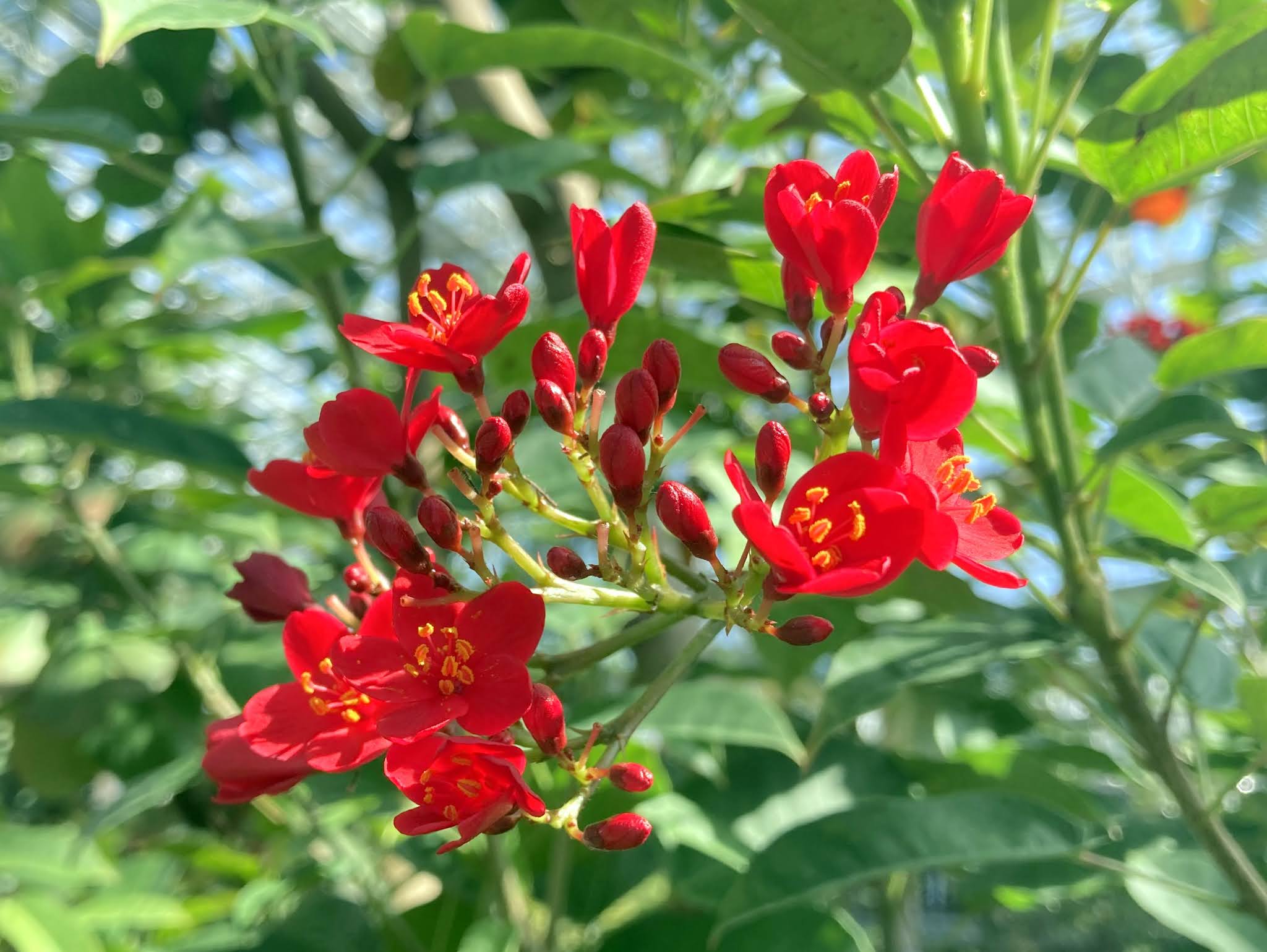 広島市植物公園ブログ: 青い宝石「ヒスイカズラ」が開花